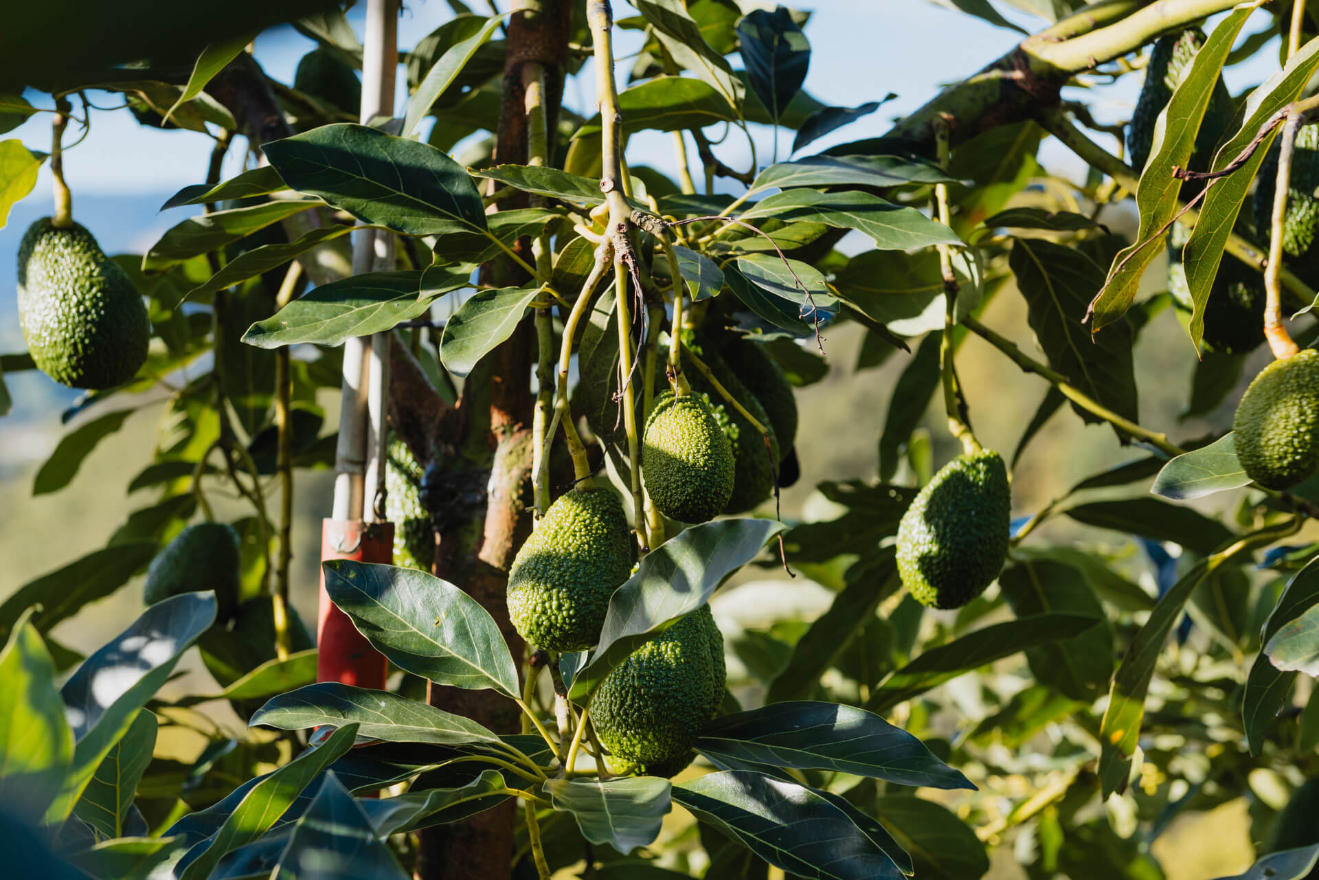 Hass aguakatea – 2 kilo-ko kutxa - Image 4