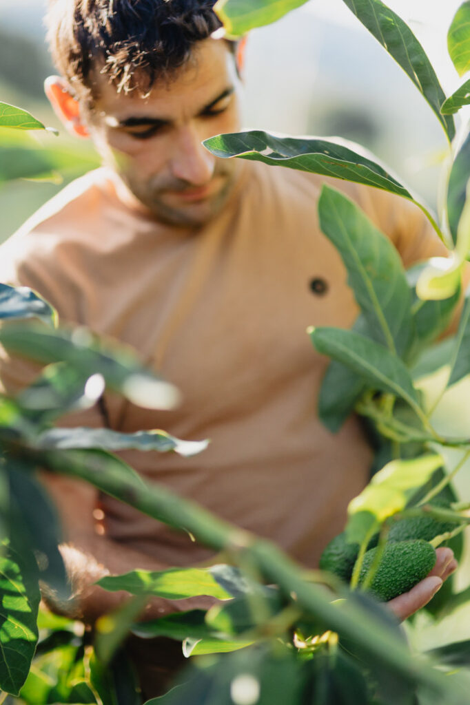 Asier ondu aguacates