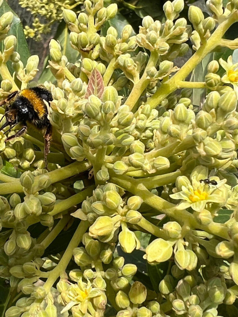 Aguakatearen loraldia