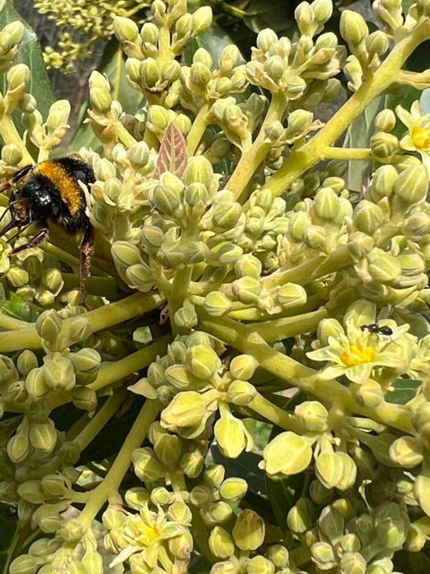 Aguakatearen loraldia