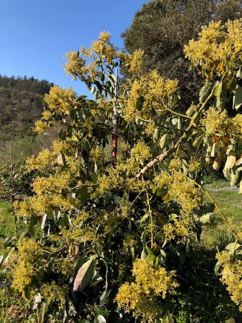 Aguakatearen loraldia