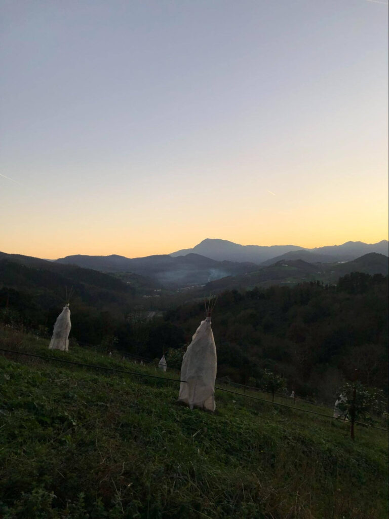 GURE LEHEN NEGUA : nola babestu genituen gure landareak Ondun. Aguakateak hotzetik babesteko moduak