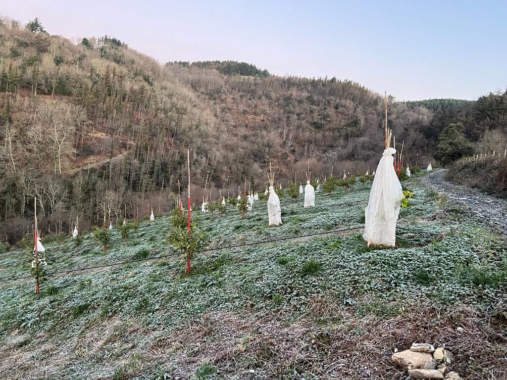 GURE LEHEN NEGUA : nola babestu genituen gure landareak Ondun. Aguakateak hotzetik babesteko moduak