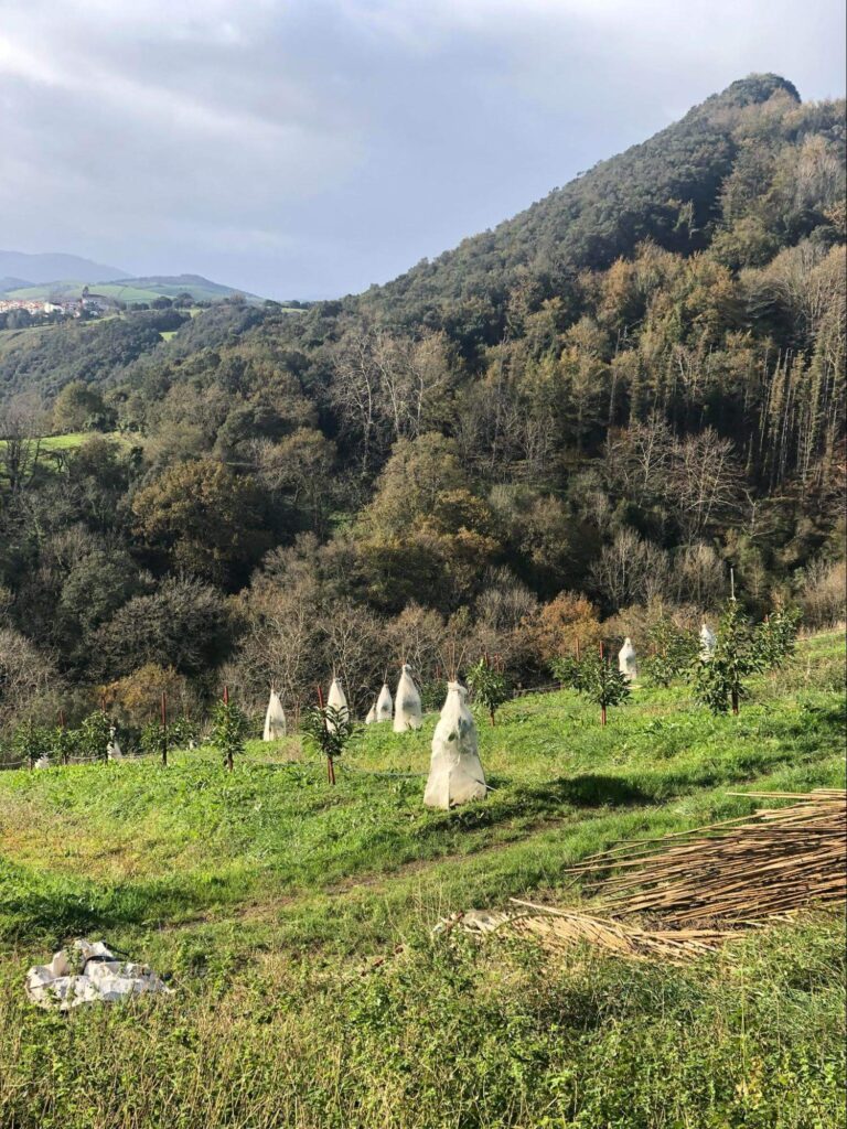 GURE LEHEN NEGUA : nola babestu genituen gure landareak Ondun. Aguakateak hotzetik babesteko moduak