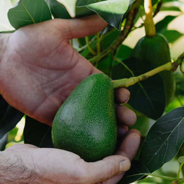 Ondu-fuerte-aguakateak fuerte aguacate