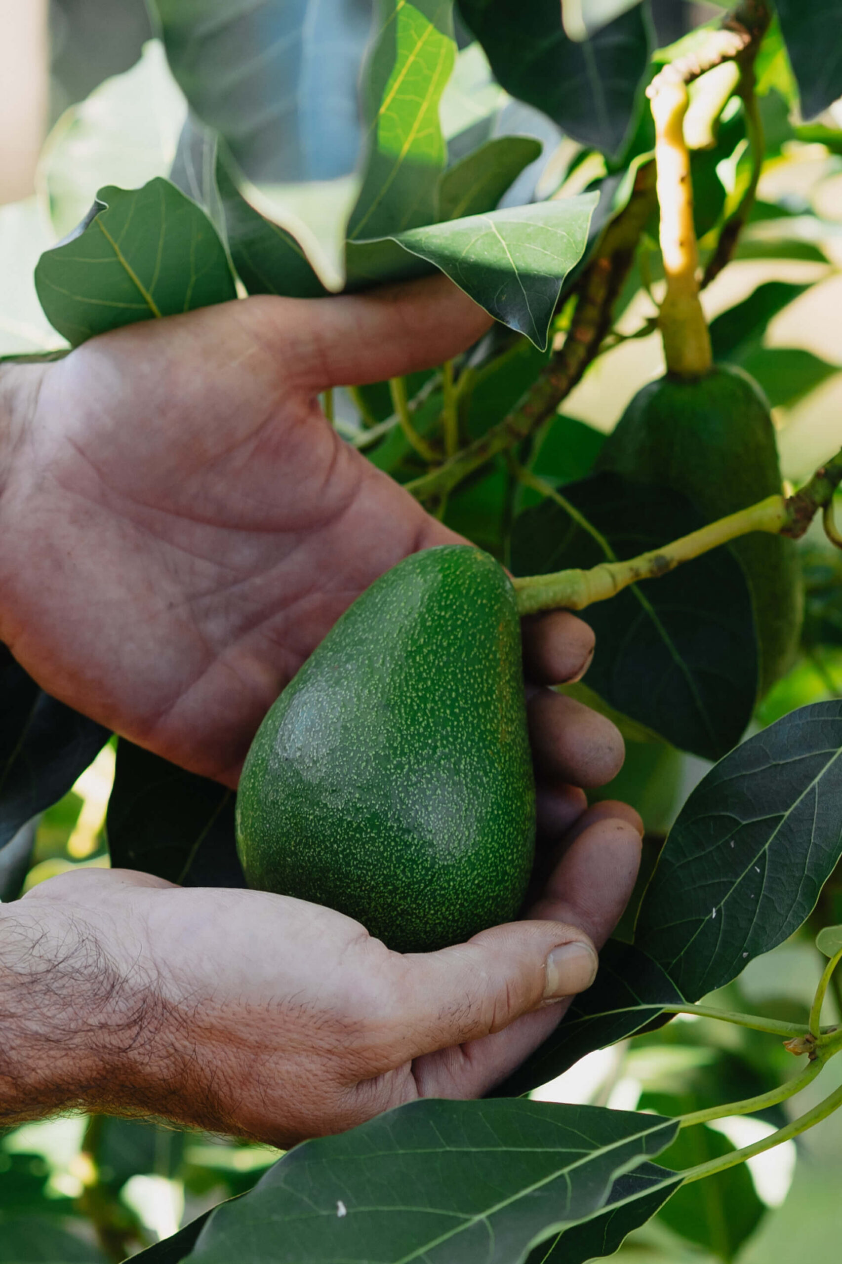 Ondu-fuerte-aguakateak fuerte aguacate