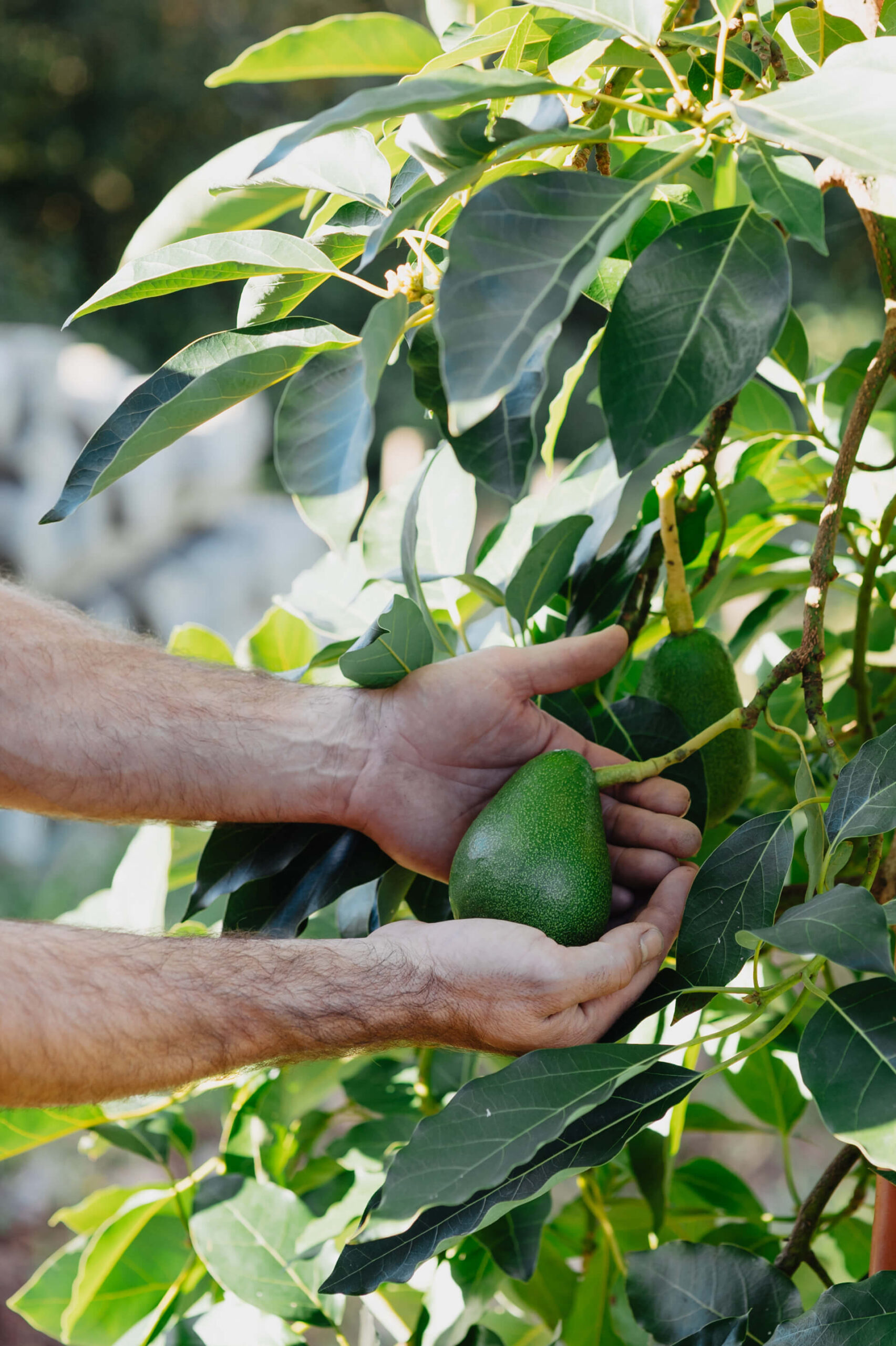 Fuerte aguakatea – 2 kilo-ko kutxa - Image 2