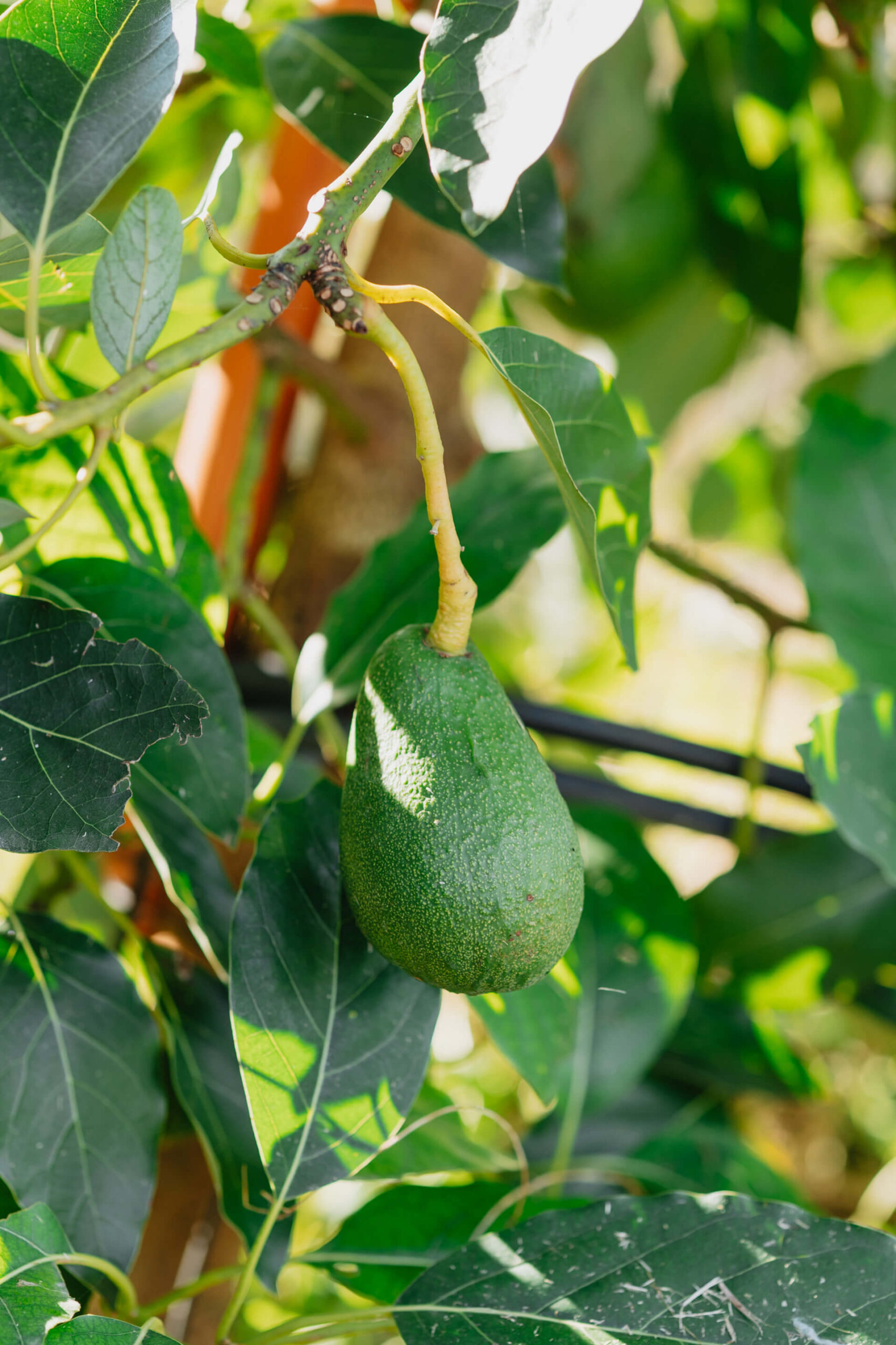 Ondu Bacon aguakateak Bacon aguacate