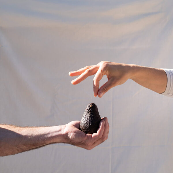 Ondu-hass-aguakateak hass aguacate